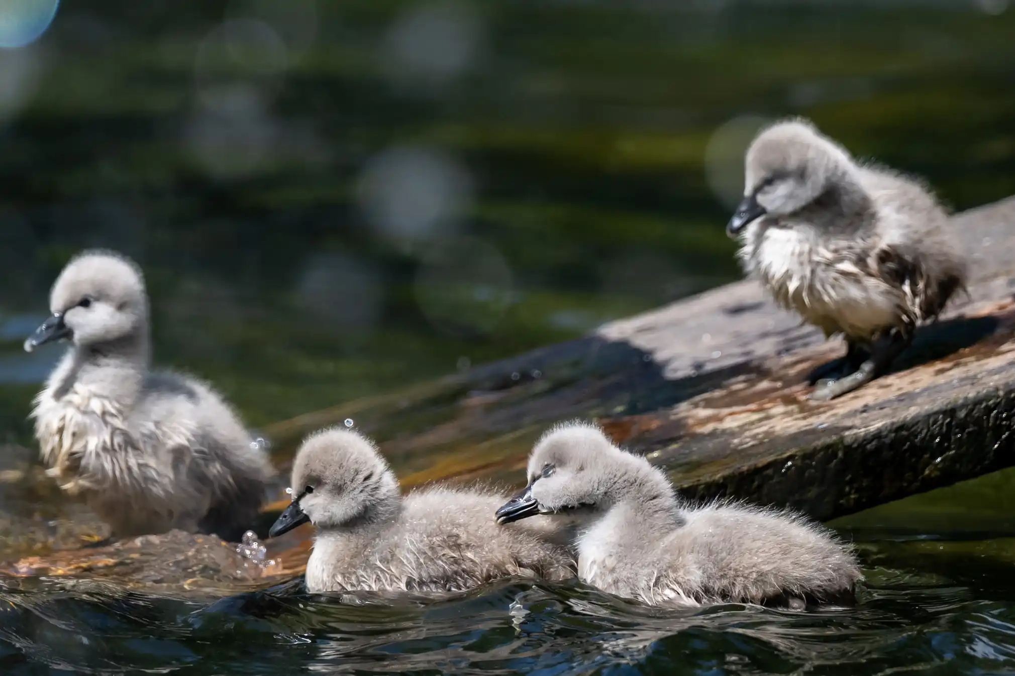 “Week in wildlife” qalereyası